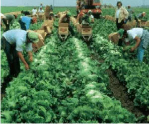 Locuri de munca in agricultuta Germania