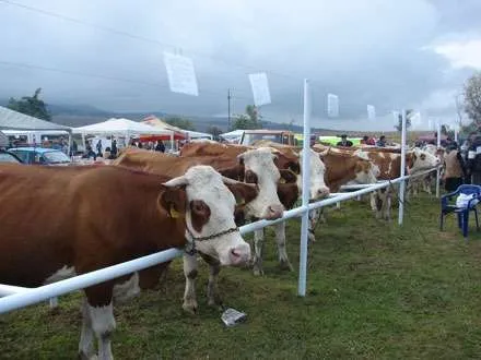Locuri de munca in agricultuta Germania - Imaginea 1