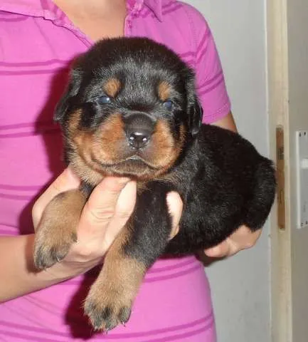 catei rottweiler de vanzare - Imaginea 1
