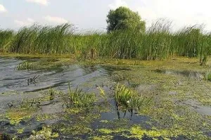 Oportunitate afacere, 736 Ha Delta Dunarii