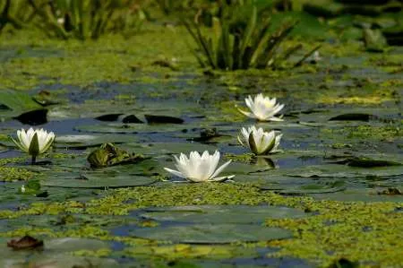 EXCURSII SI CAZARE IN DELTA DUNARII - Imaginea 2