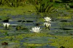 EXCURSII SI CAZARE IN DELTA DUNARII - Miniatura 2