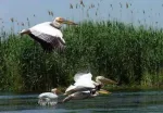 EXCURSII SI CAZARE IN DELTA DUNARII - Miniatura 3
