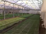 Rasaduri de legume si flori - Miniatura 2
