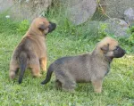 De vanzare pui ciobanesc belgian malin - Miniatura 4