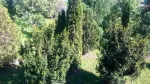 Vand casa Falticeni - Miniatura 5
