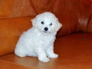 Bichon Frise