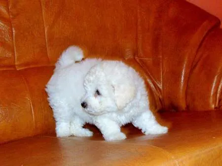 Bichon Frise - Imaginea 2