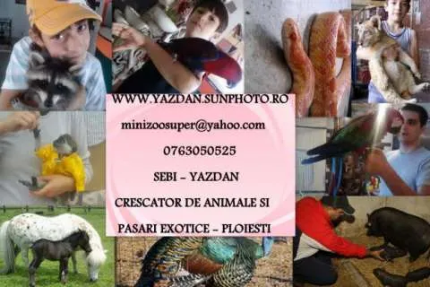 Oi camerunez si porci vietnamez , rasa pura ! - Imaginea 1
