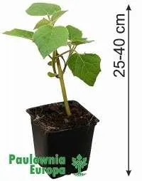 Paulownia plante lemnificate - Imaginea 1