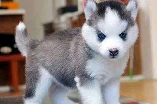 VAND PUII HUSKY SIBERIAN - Imaginea 1
