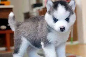VAND PUII HUSKY SIBERIAN