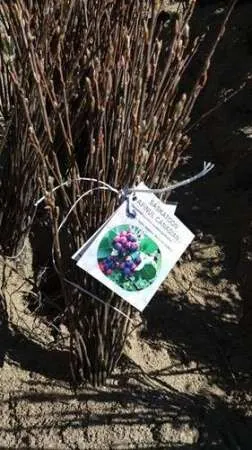 Afin Canadian SASKATOON (Amelanchier Alnifolia) - Imaginea 1