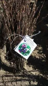 Afin Canadian SASKATOON ( Amelanchier Alnifolia)