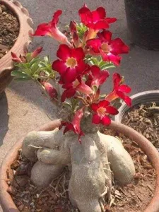 Puiuti Trandafir de Desert Bonsai BLACK RUBY