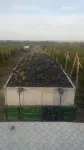 Crama Toaca Cosmin - vinuri albe si rosii - Miniatura 6