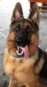 CanisaCiobanescGerman