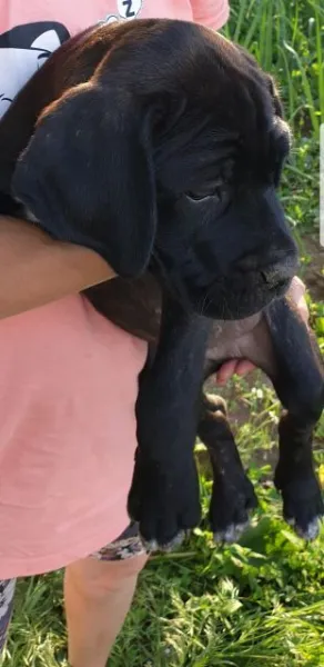 Vand catei CANE CORSO - Imaginea 1