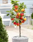 Pomi columnari pitici, meri. ciresi, caisi, nectarin- 10+ 5 gratis - Miniatura 5