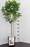 Pomi columnari pitici, meri. ciresi, caisi, nectarin- 10+ 5 gratis - Miniatura 6