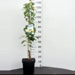 Pomi columnari pitici, meri. ciresi, caisi, nectarin- 10+ 5 gratis - Miniatura 9