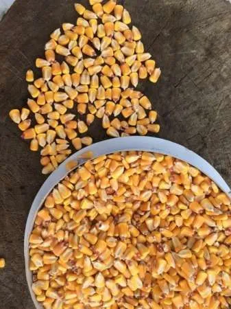 Cereale - Legume - Fructe de la producator - Imaginea 2