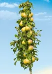Pomi columnari pitici, meri. ciresi, caisi, nectarin- 10+ 5 gratis - Miniatura 10