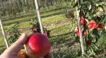 Pomi columnari pitici, meri. ciresi, caisi, nectarin- 10+ 5 gratis - Miniatura 11