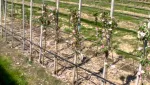 Pomi columnari pitici, meri. ciresi, caisi, nectarin- 10+ 5 gratis - Miniatura 12
