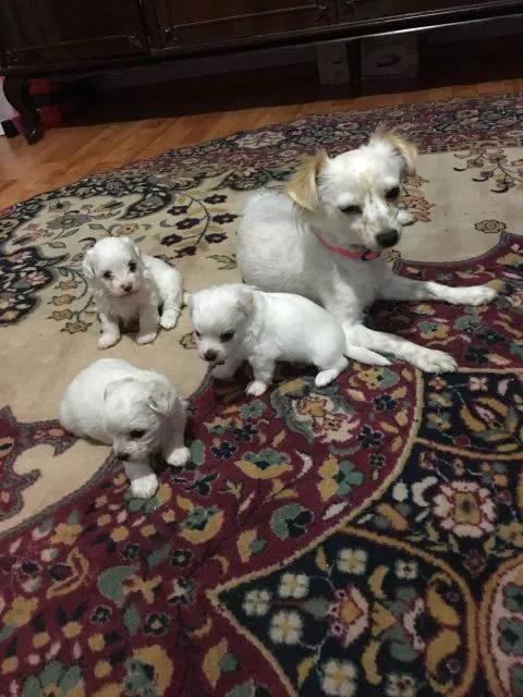 Bichoni Bolognese - Imaginea 2