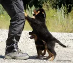 Catei Rottweilers de vanzare suceava - Miniatura 1