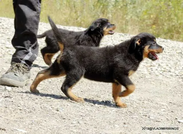 Catei Rottweilers de vanzare suceava - Imaginea 2