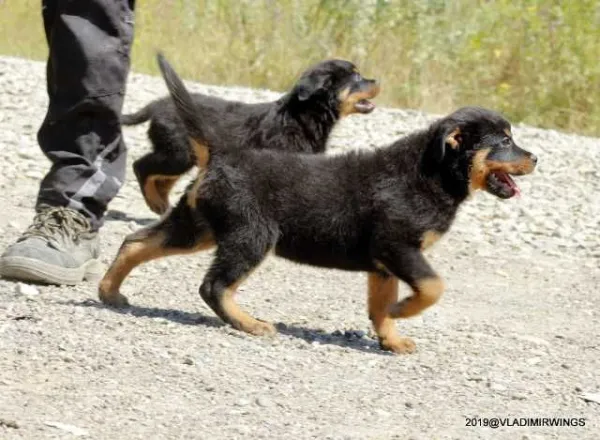 Catei Rottweilers de vanzare suceava - Imaginea 2