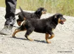 Catei Rottweilers de vanzare suceava - Miniatura 2