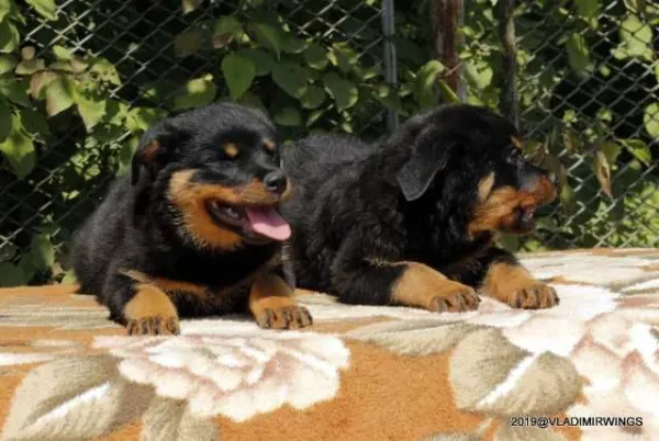 Catei Rottweilers de vanzare suceava - Imaginea 3