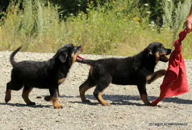 Catei Rottweilers de vanzare suceava - Imaginea 4