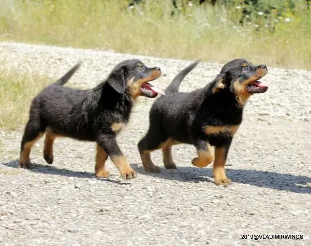 Catei Rottweilers de vanzare suceava - Imaginea 5