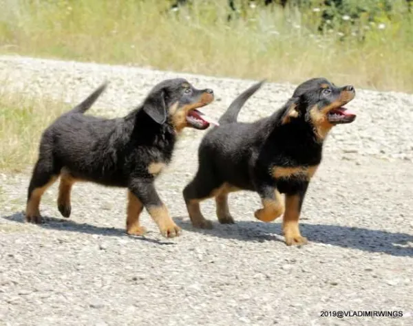 Catei Rottweilers de vanzare suceava - Imaginea 5