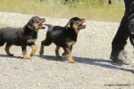 Catei Rottweilers de vanzare suceava - Miniatura 6