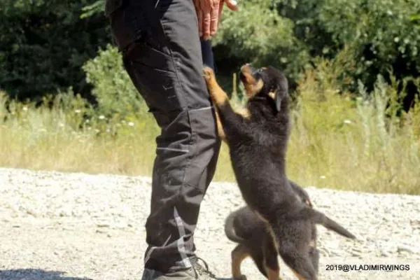 Catei Rottweilers de vanzare suceava - Imaginea 7