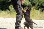 Catei Rottweilers de vanzare suceava - Miniatura 7