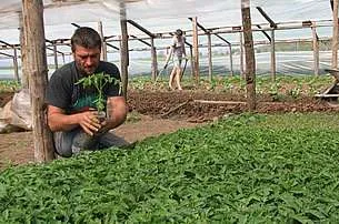 Munca in agricultura URGENT Austria - Imaginea 1