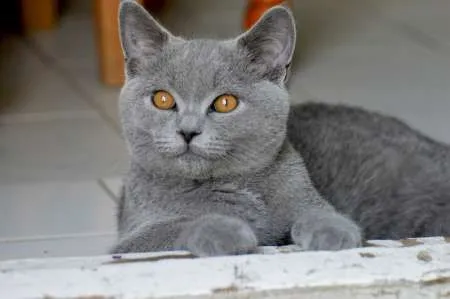 Motanel de rasa British Shorthair, Blue - Imaginea 1