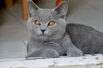 Motanel de rasa British Shorthair, Blue - Miniatura 1
