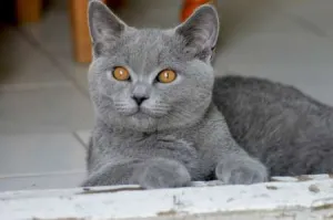 Motanel de rasa British Shorthair, Blue