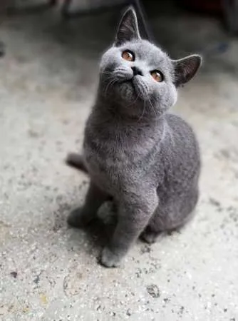 Motanel de rasa British Shorthair, Blue - Imaginea 2