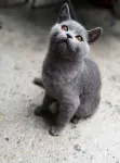 Motanel de rasa British Shorthair, Blue - Miniatura 2