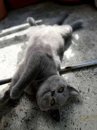 Motanel de rasa British Shorthair, Blue - Imaginea 3