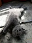 Motanel de rasa British Shorthair, Blue - Miniatura 3