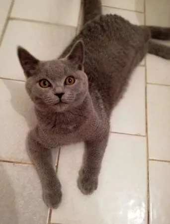 Motanel de rasa British Shorthair, Blue - Imaginea 4